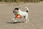 Parson Russell Terrier