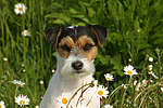 Parson Russell Terrier