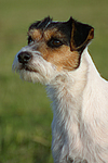 Parson Russell Terrier