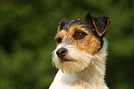 Parson Russell Terrier