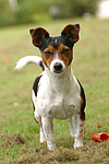 Jack Russell Terrier