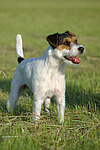 Parson Russell Terrier