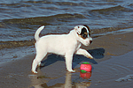 Parson Russell Terrier Welpe / parson russell terrier puppy