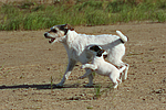 Parson Russell Terrier