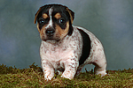 Jack Russell Terrier Welpe / jack russell terrier puppy