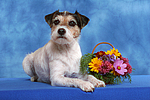 Parson Russell Terrier