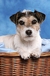 Parson Russell Terrier