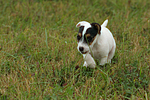 rennender Parson Russell Terrier Welpe / running PRT puppy