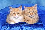 Sibirische Katzen / siberian cats