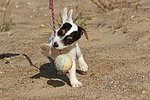 Parson Russell Terrier Welpe / parson russell terrier puppy