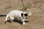 Parson Russell Terrier Welpe / parson russell terrier puppy