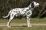 Dalmatiner / dalmatian