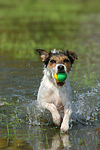 spielender Parson Russell Terrier / playing PRT