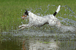 planschender Parson Russell Terrier / splashing PRT