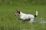 rennender Parson Russell Terrier / running PRT