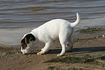 Parson Russell Terrier Welpe / parson russell terrier puppy