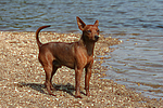 Rehpinscher / miniature pinscher