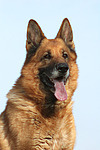 Deutscher Schäferhund Portrait / German Shepherd Portrait