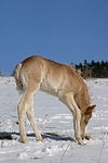 Haflinger Fohlen / haflinger horse foal