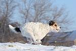 Parson Russell Terrier rennt durch den Schnee / prt running through snow