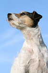 Parson Russell Terrier Portrait / PRT portrait