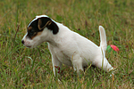 urinierender Parson Russell Terrier Welpe / urinating PRT puppy