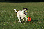 Parson Russell Terrier