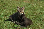 Kätzchen / kitten
