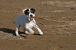 Parson Russell Terrier Welpe / parson russell terrier puppy