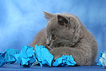 Britisch Kurzhaar Kätzchen / british shorthair kitten