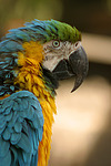 Gelbbrustara / blue and gold macaw