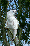 Kakadu / cockatoo