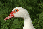 Warzenente / muscovy duck