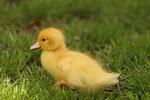 junge Warzenente / young muscovy duck