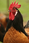 Vorwerkhuhn Hahn Portrait / cock portrait