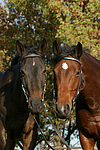 Russisches Vollblut und Holsteiner / russian thoroughbred and holsteiner horse