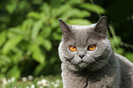 Britisch Kurzhaar / british shorthair