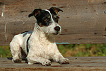 Jack Russell Terrier