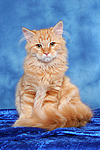 Sibirische Katze / siberian cat