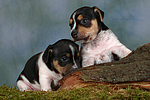 Jack Russell Terrier Welpen / jack russell terrier puppies