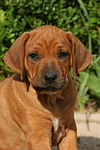 Rhodesian Ridgeback Welpe / rhodesian ridgeback puppy