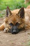 Harzer Fuchs Welpe / Harzer Fuchs puppy