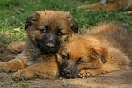 Harzer Fuchs Welpen / Harzer Fuchs puppies