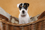 sitzender Parson Russell Terrier Welpe / sitting PRT puppy