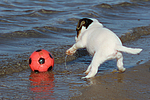 Parson Russell Terrier Welpe / parson russell terrier puppy