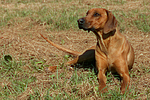 Rhodesian Ridgeback