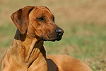 Rhodesian Ridgeback