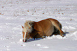 liegender Haflinger / lying haflinger horse