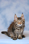 Maine Coon Kätzchen / maine coon kitten