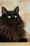 Maine Coon